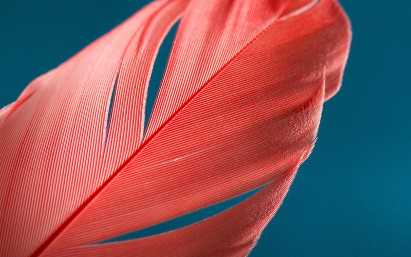 1080P, multi colored, blue background, colored background, lightweight, feather, red, motion, indoors, science, nature, pattern, Abstract, motorola moto g