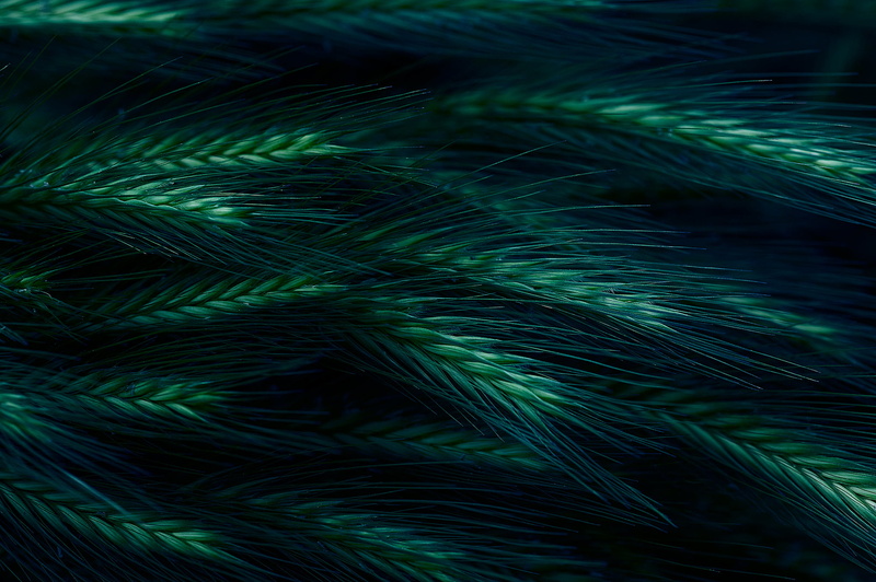 high angle view, tree, indoors, pattern, peacock, peacock feather, dark, multi colored, feather, wheat, leaf, lightweight, beauty In Nature