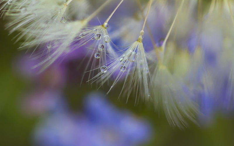 close, Plants, Dandelion, 1080P, Seeds, Dew