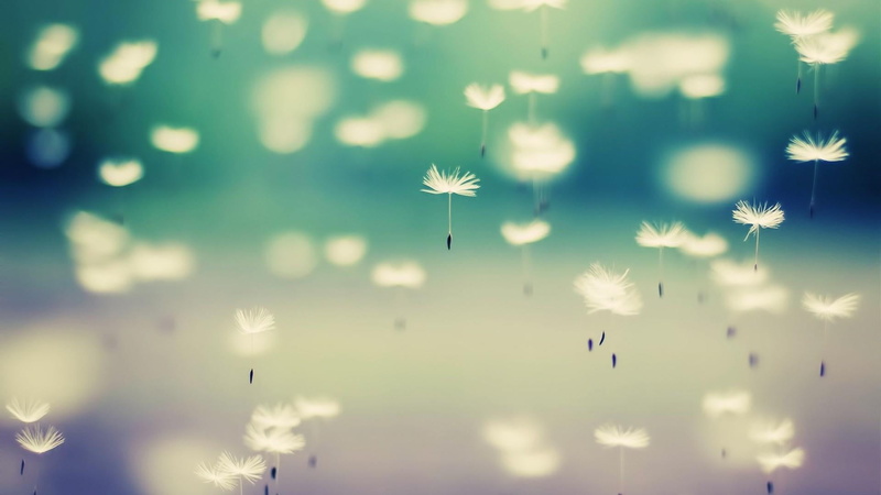 calm, flower head, dandelion seed, macro photography, freshness, flowering plant, tranquility, 1080P, seed, air, vulnerability, growth, fragility, mid-air