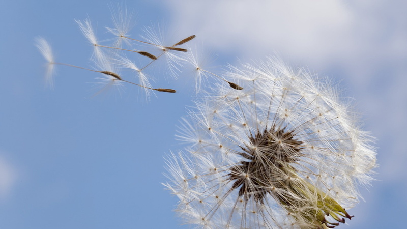seeds, wind, dandelion, hd, nature, 1080P, macro