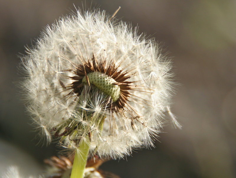 flower, Canada, seed, 2K, close-up, IMG, summer, dandelion, photography, dandelions, plant, nature, weeds, Cloud Bay  Ontario