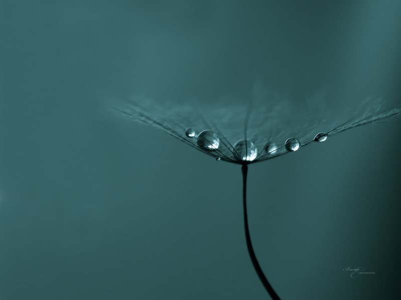 fly, environment, plant, indoors, dew, transparent, abstract, bright, backgrounds, blue background, dandelion, beauty In Nature, close-up, raindrop