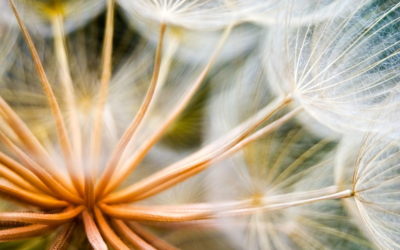 white, flowering plant, nature, softness, uncultivated, selective focus, no people, flower, outdoors, seeds, fragility, close-up, plant, growth, day, freshness