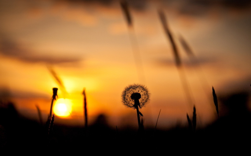 Silhouette, Dandelion, Grass, flower, Nature, Sunset, Red, 2K, Sky