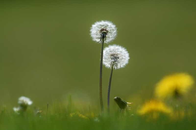 inflorescence, beauty in nature, softness, freshness, nature, green color, flowering plant, macro, plant, flowers, dandelion, no people, close-up, growth