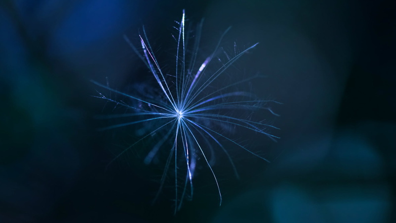 light - Natural Phenomenon, night, plant, celebration, firework Display, arts culture and entertainment, fun, focus, nature, bright, selective focus, blurred motion