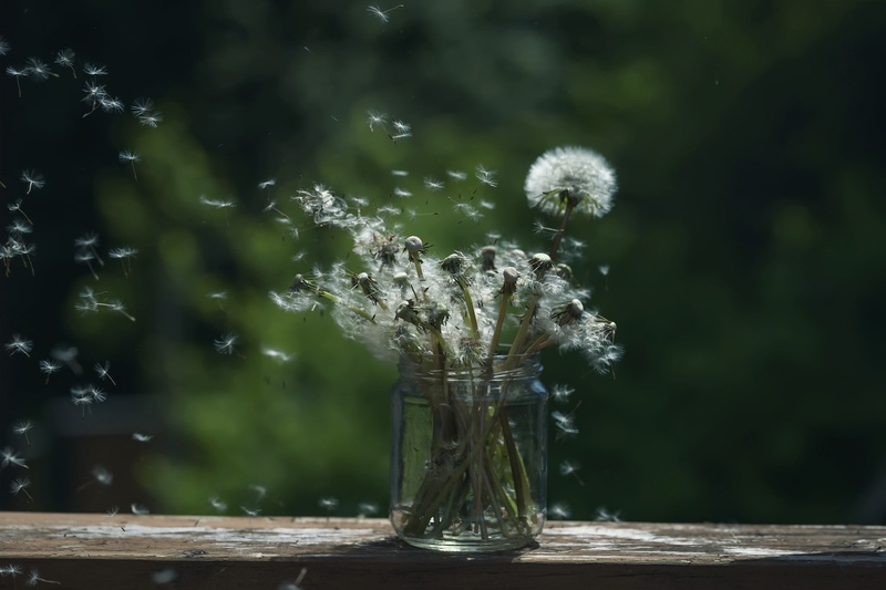 flowers, nature, flowering plant, green, flower, water, no people, glass - material, plants, day, beauty in nature, outdoors, 1080P, flower head, dandelion seed