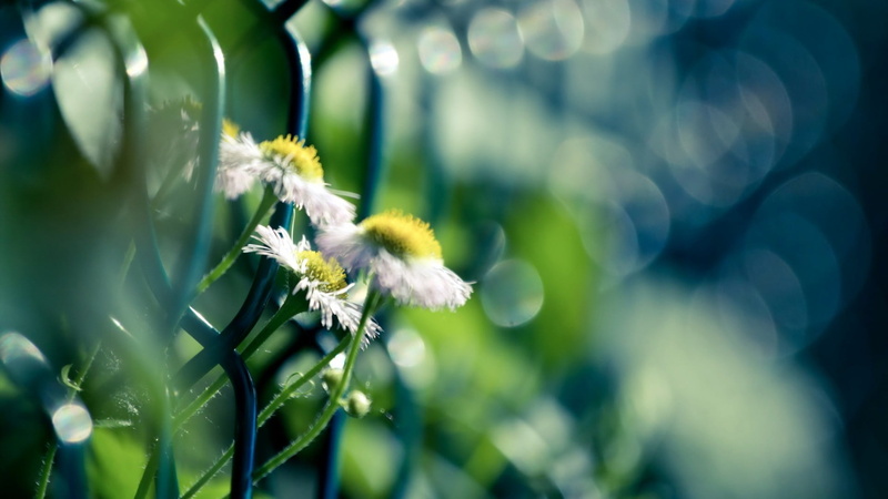 vulnerability, macro, no people, plants, close-up, dandelion seed, flowers, freshness, pollination, white color, growth, day, softness, 1080P, depth of field
