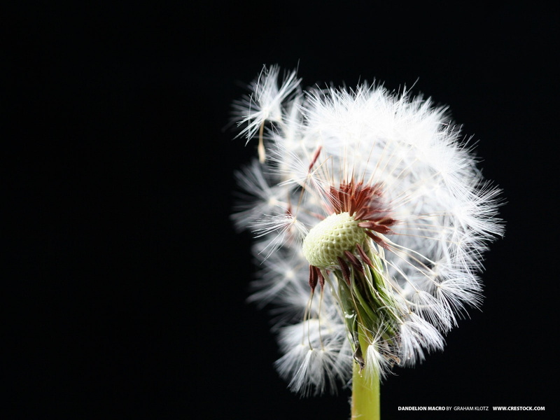 plants, indoors, vulnerability, no people, fragility, close-up, nature, flower, studio shot, pollen, 720P, white color, flower head, growth, black background