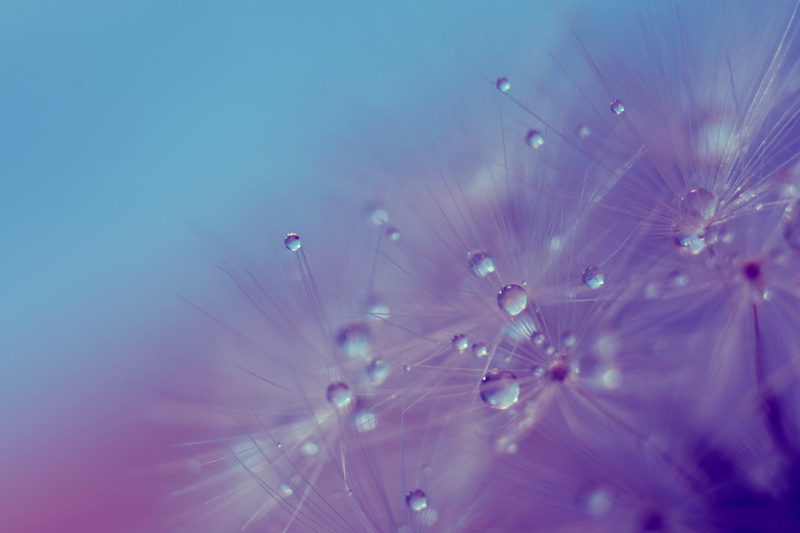 photography, outdoors, closeup, 4K, freshness, beauty in nature, digitla, drop, no people, dandelion, close-up, water, dew, springtime, flowering plant