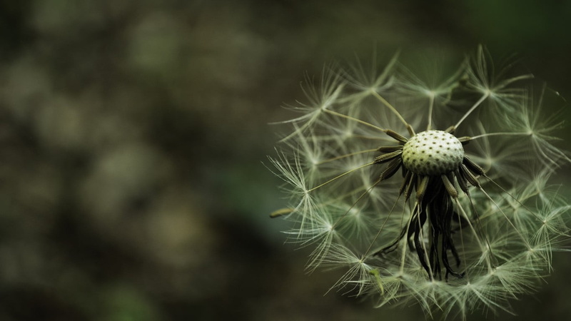 plants, selective focus, flowers, no people, flower head, flower, nature, 720P, focus on foreground, inflorescence, growth, plant, close-up, softness