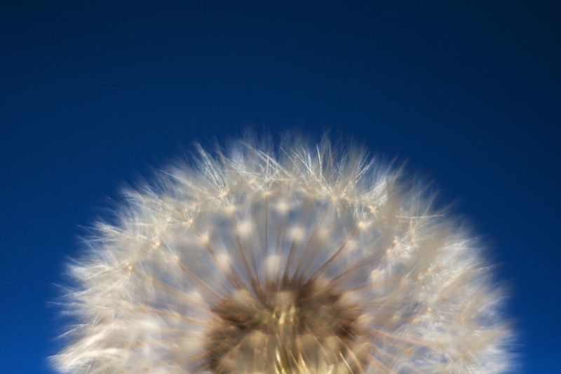 blue background, vulnerability, softness, white color, 1080P, plant, seed, flowering plant, close-up, fragility, dandelion, copy space, flower head, freshness