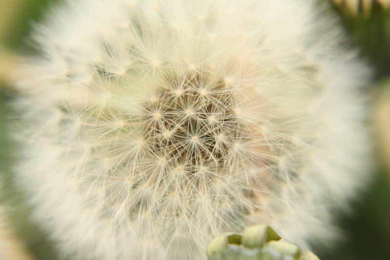 no people, growth, inflorescence, soft focus, flower head, plant, flowers, white color, beauty in nature, outdoors, dandelion seed, freshness, flowering plant