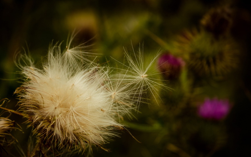 focus on foreground, flower head, day, 1080P, vulnerability, inflorescence, dandelion seed, plants, flower, freshness, fragility, beauty in nature, softness