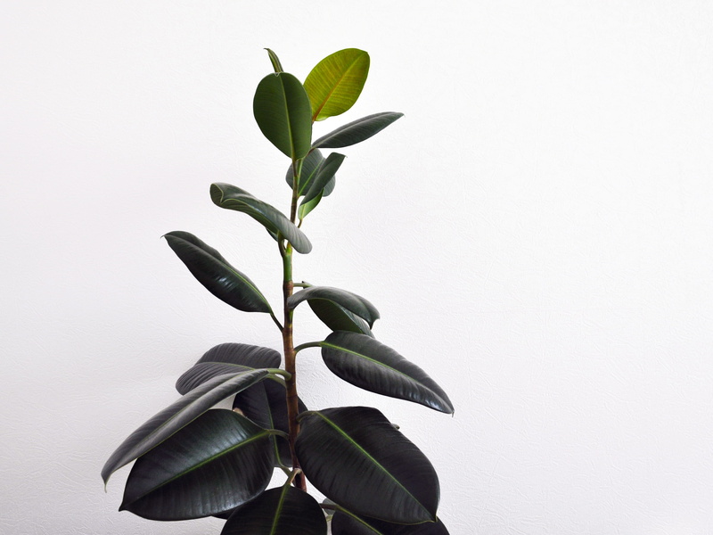 no people, rubber, plant stem, wall - building feature, freshness, flower head, studio shot, copy space, flowering plant, indoors, green color, leaf, 2K