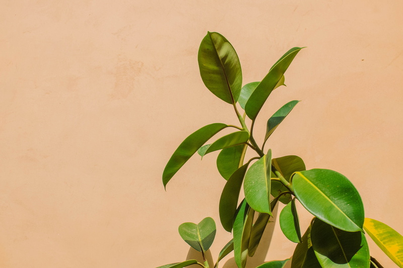 fig, wall, freshness, spain, day, growth, pink, food and drink, detail, rubber, 4K, food, close-up, light, leaves, green, no people, studio shot, closeup