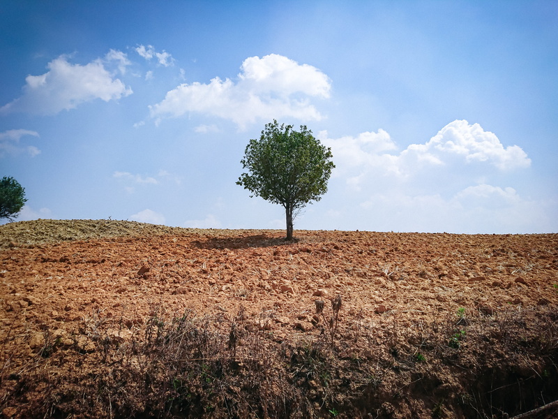 ditch, cloud - sky, green, para rubber tree, no people, beauty in nature, soil, field, fir, desert, blue, road, outdoors, savanna, tree, landscape, scenics - nature