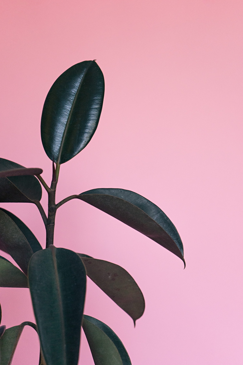  samsung, freshness, leaf, plant part, indoors, pink color, day, rubber, nature, green color, colored background, mobile