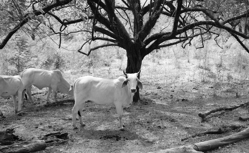 animal wildlife, nature, tree, tree trunk, dairy cow, cow, ox, zoo, angus, buffalo, herd, mammal, pets, standing, horse, outdoors, animal themes, vertebrate