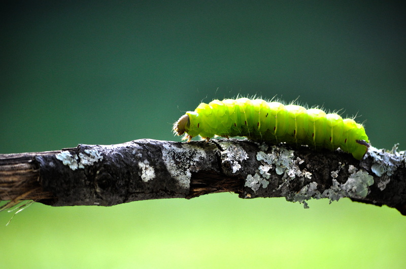 ant, caterpillar, green background, branch, plant, 4K, bee, outdoors, swallow, green, para rubber tree, nature, one animal, animal wildlife, focus on foreground