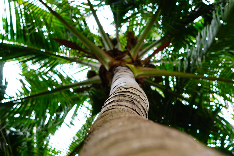 beauty in nature, birch, nut, tree, 5K, coconut, furniture, para rubber tree, growth, selective focus, arecaceae, day, no people, coconut palm tree, palm tree