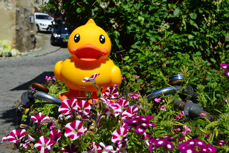creativity, photo tour, animal, representation, flowering plant, duck, toy, plant, 2K, flower, no people, outdoors, rubber duck, yellow, close-up, animal themes