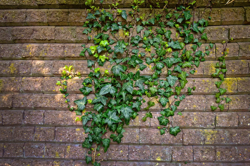 brick, wall background, vine, climber, wall backdrop, growth, wall, brickwork, outdoors, plant, no people, ivy texture, architecture, creeper plant, day