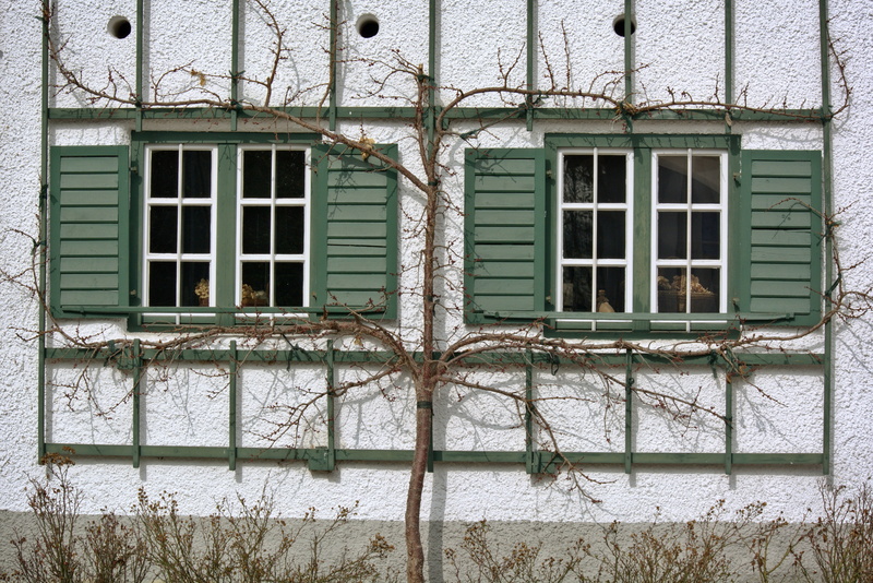 abandoned, shutters, deco, plant, climber, security, old, home, day, facade, safety, shutter, wall - building feature, 4K, romantic, nature, built structure