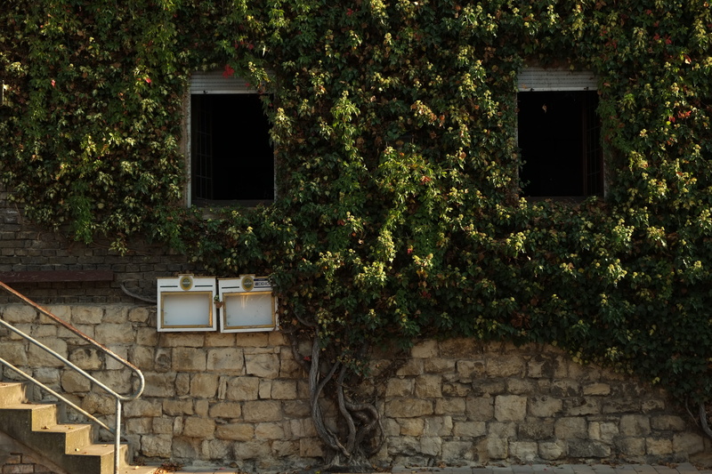 Home, leaves, day, wall - building feature, old, growth, plant, berankt, nature, no people, wine, climber, facade, house facade, building exterior, brick