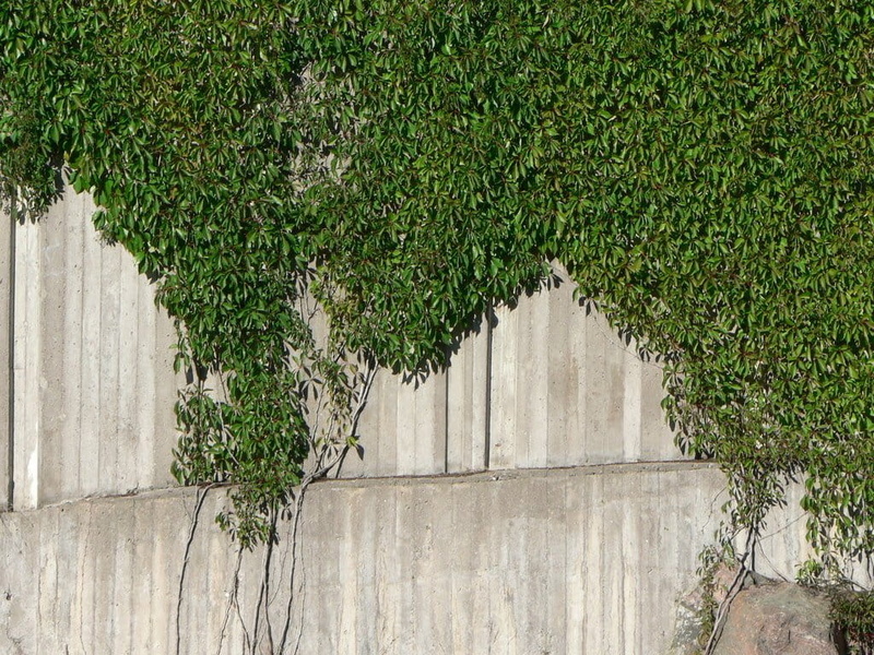 architecture, plant part, flora, green color, built structure, plant, ivy, grass, building exterior, no people, leaf, beauty in nature, creeper plant, nature