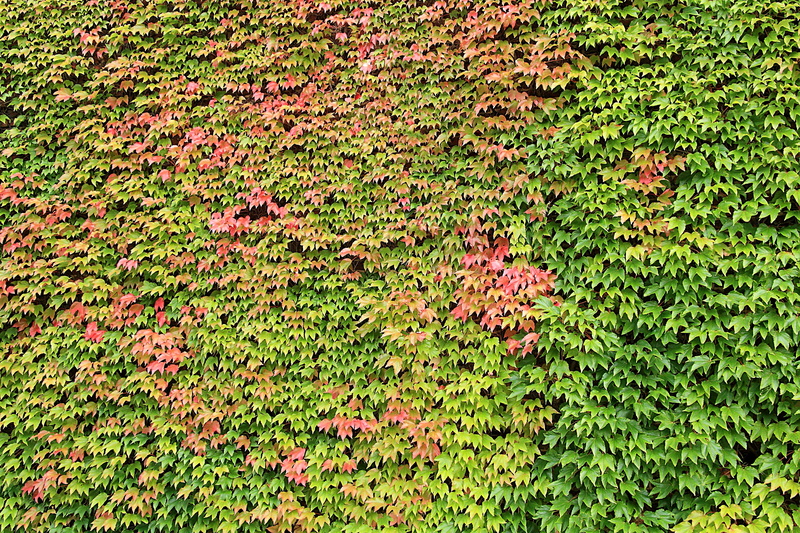 autumn colours, full frame, wine partner, no people, facade, leaves, positive emotion, 4K, field, freedom, growth, plant part, emerge, land, fouling, grape crop