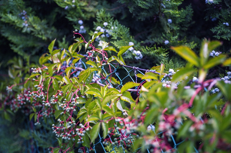 selective focus, climber, season, creeper, flora, close-up, foliage, no people, growth, wall, botany, 5K, purple, nature, food and drink, outdoors, freshness