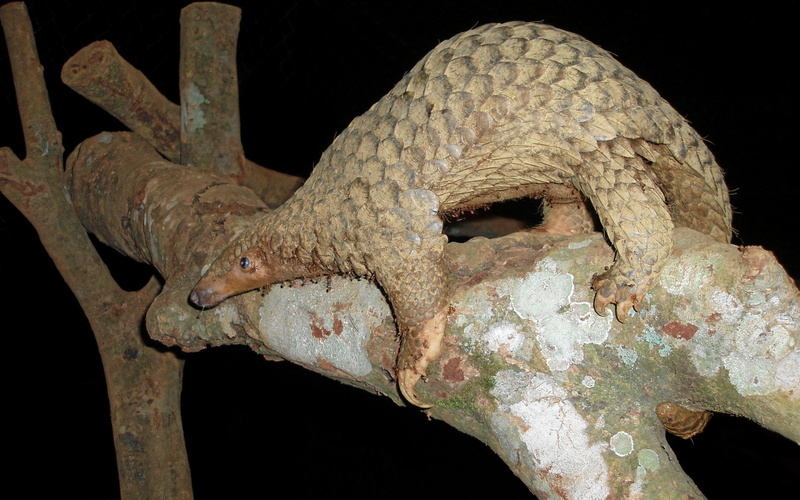 Animal, Pangolin, 1080P