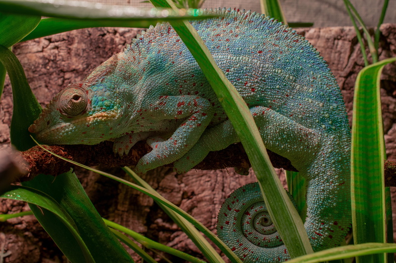 no people, lizards, leaf, tired, exotic, reptile, outdoors, pangolin, terrarium animals, green color, panther chameleon, exot, animal, nature, rain forest dwellers
