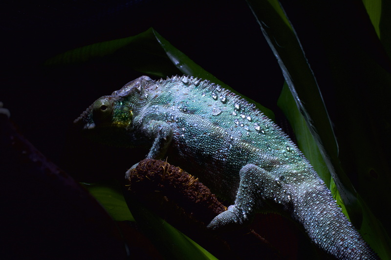 chameleon, black background, animal, chameleon skin, pangolin, profile view, nature, 5K, animal scale, green color, macro, close-up, reptile, night, no people