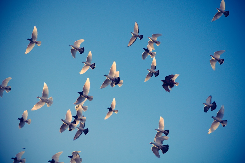 white, hd, animals, skyscapes, ubuntu, 4K, pigeons, BIRDS, x, precise, pangolin, wall, s, art