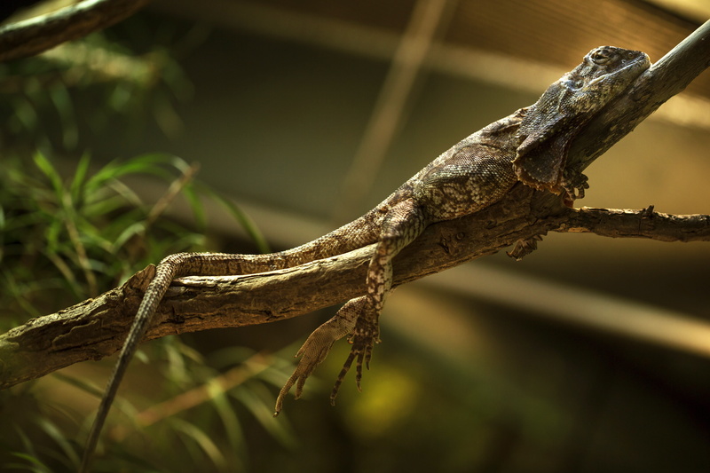 no people, nature, tree, gecko, plant, one animal, vertebrate, creature, animal themes, outdoors, 5K, branch, leaf, reptile, animals in the wild, focus on foreground