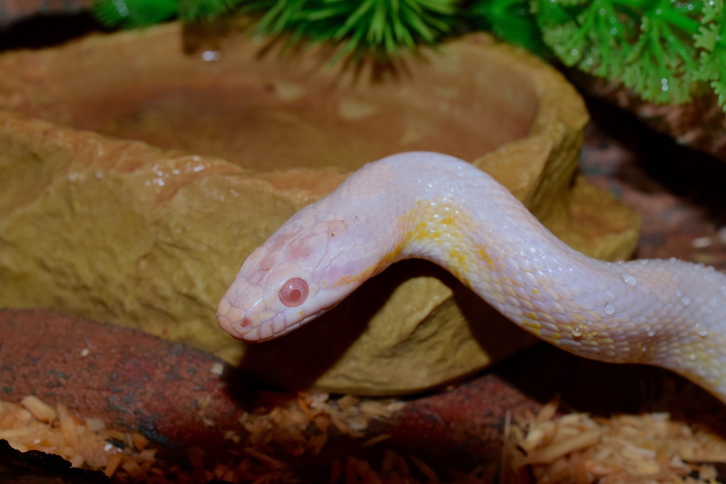 animal body part, snake, sea, marine, poisonous, undersea, selective, no people, animal, vertebrate, leaf, water, 5K, nature, focus, snake eye, terrarium