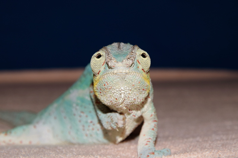 terraristik, lizard, animal scale, spur, animal eye, exotic, common chameleon, panther chameleon, animal wildlife, insect eater, close-up, animal body part