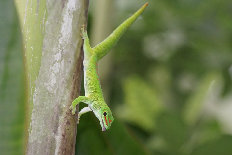 plant, outdoors, pangolin, side view, animals in the wild, lizard, madagascar gecko, no people, reptile, day, tree, gecko, 4K, focus on foreground, rainforest