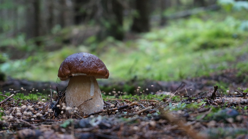 poisonous, grzyb, day, no people, land, forest, ceps, fungus, tree, field, food, selective focus, close-up, mushroom, outdoors, focus on foreground, growth