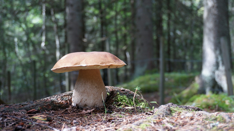 grzyb, boletus edulis, growth, shallow, outdoors, focus, woodland, food, tree, plant, toadstool, land, porcini, focus on foreground, day, nature, no people