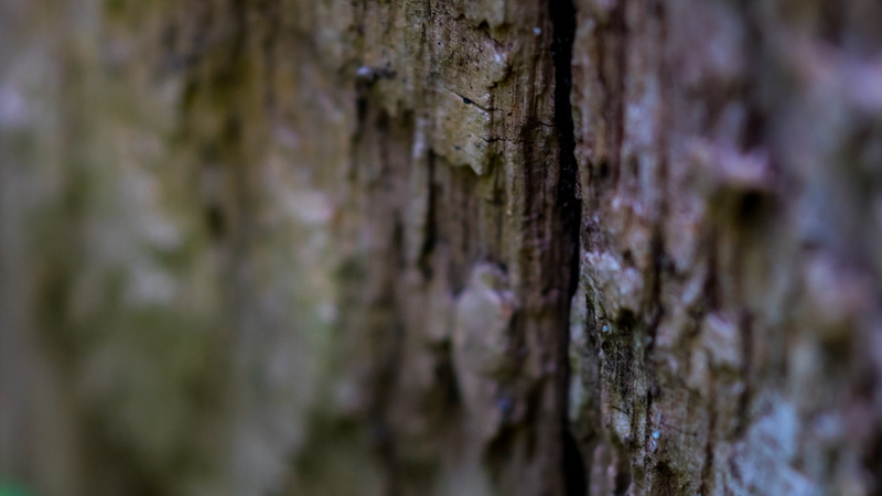 pattern, macro, selective focus, bark, growth, nature, rough, plant, wood - material, textured effect, barrels, photography, tree trunk, close-up, backgrounds