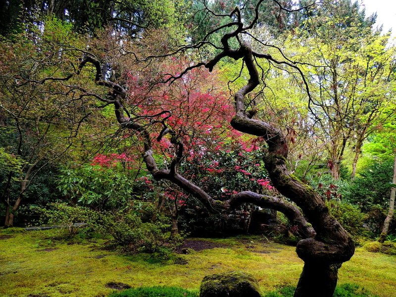 garden, wood, Japanese, 1080P, curved