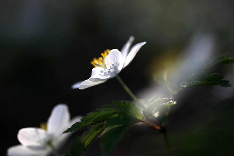 flowers, distortion, photo, translucent, spring, flower  forest, blur, bright, nature, anemone nemorosa, diagonals, diaphanous, up, bokeh, white, close-up