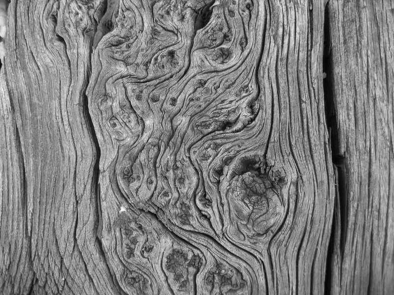 nature, wood grain, textured, outdoors, full frame, knotted wood, close-up, wood - material, weathered, rough, curves, natural pattern, bark, black and white photo