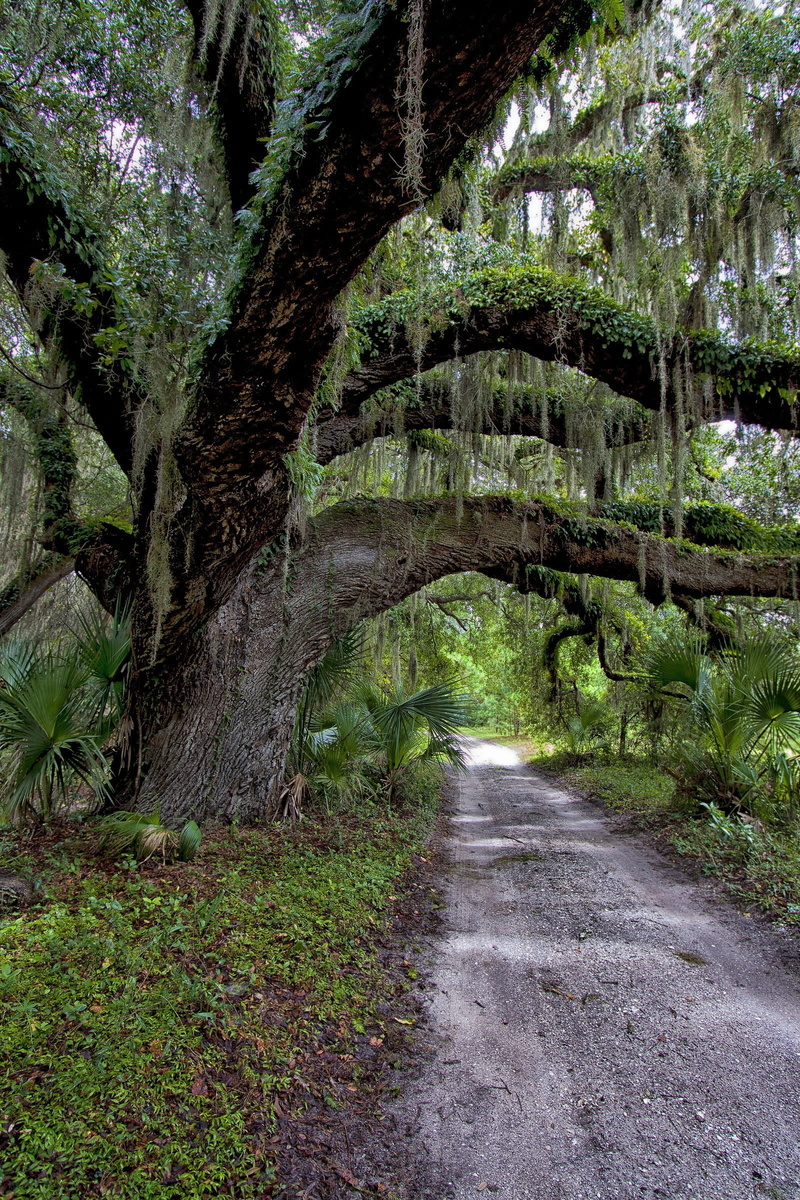 footpath, 1080P, growth, trail, green color, plants, woods, relaxing, day, usa, beauty in nature, curve, grass, cumberland island national seashore, hiking