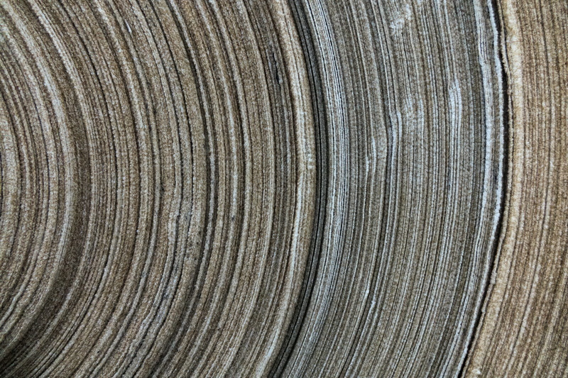 wood - material, extreme close-up, silver colored, natural pattern, design, outdoors, striped, wood, nature, roll, tree ring, cloth, background, layer