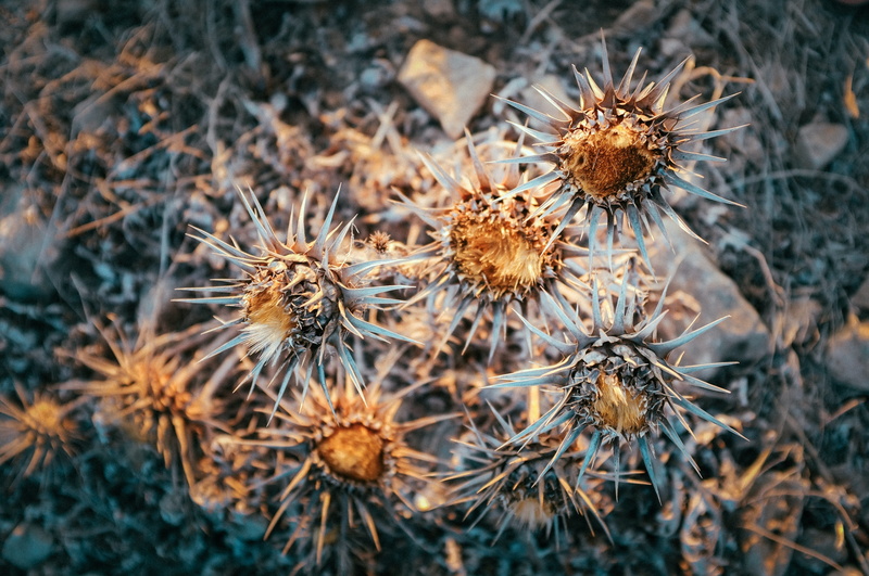 botany, close-up, no people, botanist, flowering plant, artwork, colorful, print, dried, day, watercolor, motif, outdoors, field, flower head, 4K, retro